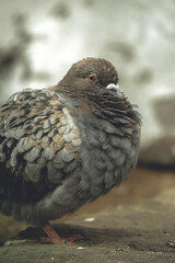 Front view of the face of Pigeon face to face