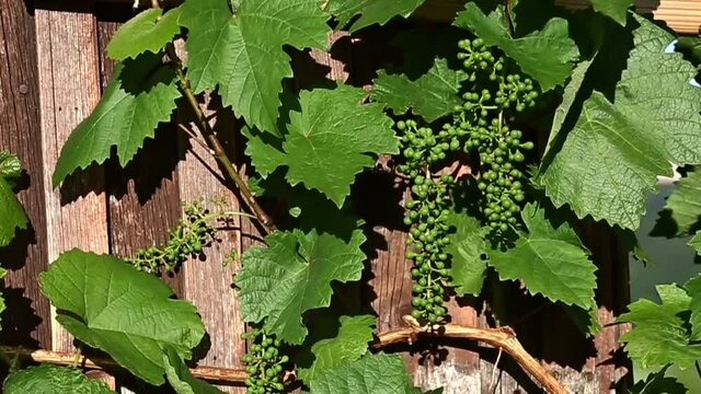 Weintrauben im Fr&uuml;hsommer