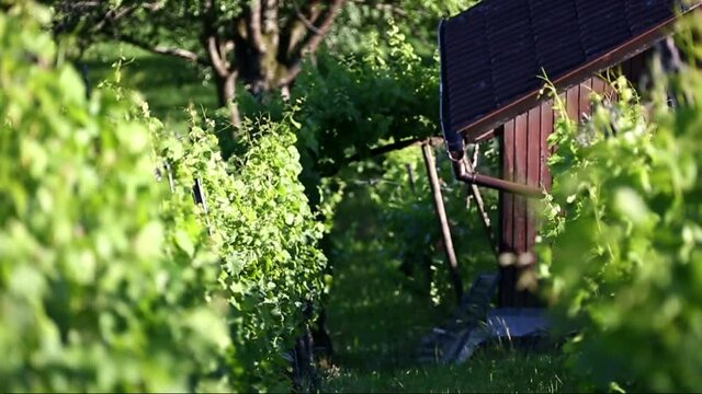 Weinberg im Fr&uuml;hsommer