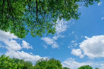 Tree branches with green leaves against blue sky and white fluffy clouds on sunny day. Looking up...