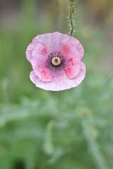 Obraz premium Blühender Mohn