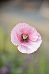 Obraz premium Blühender Mohn