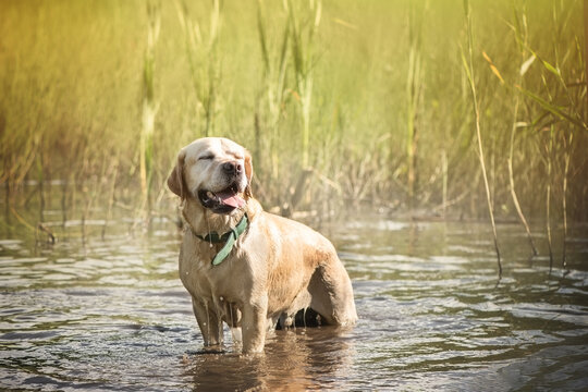 The dog labrador stands in the water with his eyes closed.