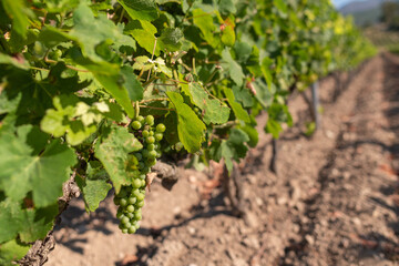 Fototapeta na wymiar Grapes starting to ripen, on plants in the vineyards of Patrimonio. Famous wine producing area in the north of Corsica.