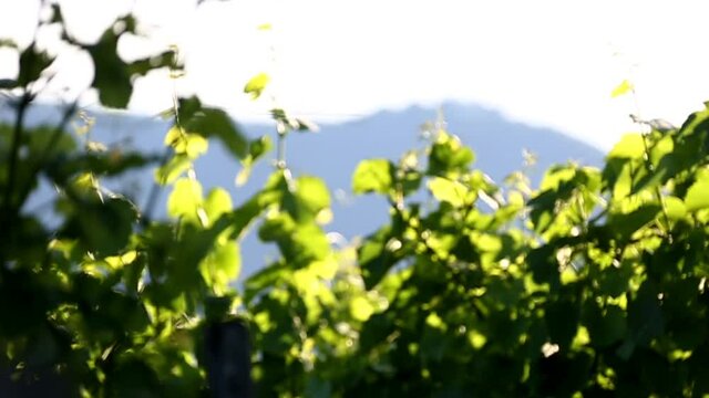 Weinbl&auml;tter im Gegenlicht - Sch&auml;rfenachf&uuml;hrung