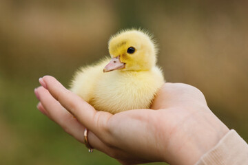 Little duckling in the human hand outdoor