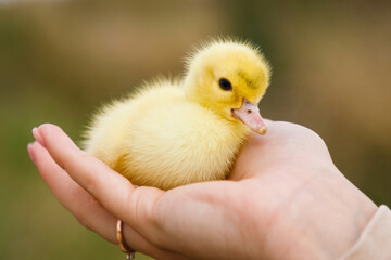Little duckling in the human hand outdoor