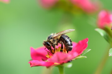 Biene Sammelt Nektar auf einer pinken Blüte der Erdbeer Pflanze