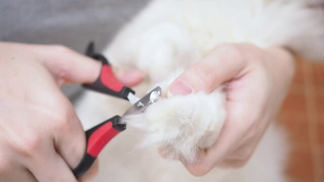 White Persian cat getting nail cut by owner. Woman clipping cat nails with nail clippers.