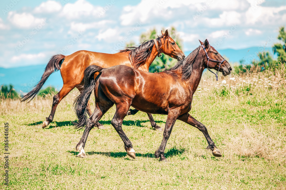 Wall mural two trotter horses runs over a meadow