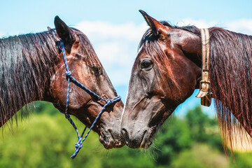 Two trotter horses looks to each other