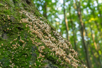 Small white mushrooms on a tree covered with green moss in the forest on a Sunny day close up