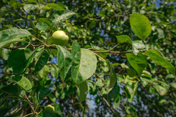 Green apples ripen on the tree on a Sunny day. An Apple on a branch.