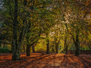 Warm Autumn sunlight filters through colourful Fall foliage in a wood of beech trees, casting long shadows over the fallen leaves on the forest floor.
