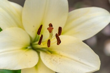 Fototapeta na wymiar Beautiful white Lily flower close-up, background. focus of the stamens