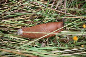 Nacktschnecke im hohen Gras bei Tageslicht 