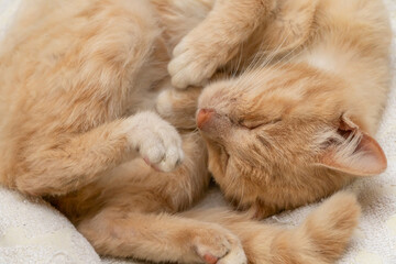 Cute beautiful red kitten curled up in a ball and sleeping on a white bedspread close up
