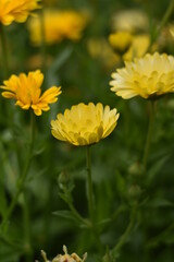 Blühende Ringelblumen (Calendula officinalis)