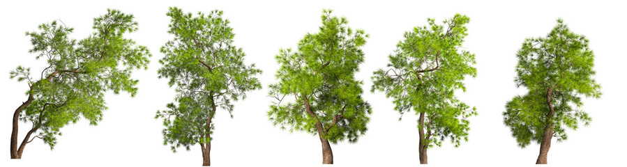 Fototapeta premium A some coniferous evergreen spruce pine tree with a lush crown and a curved transverse trunk on a white background. Isolate oneself. Stock 3D illustration.