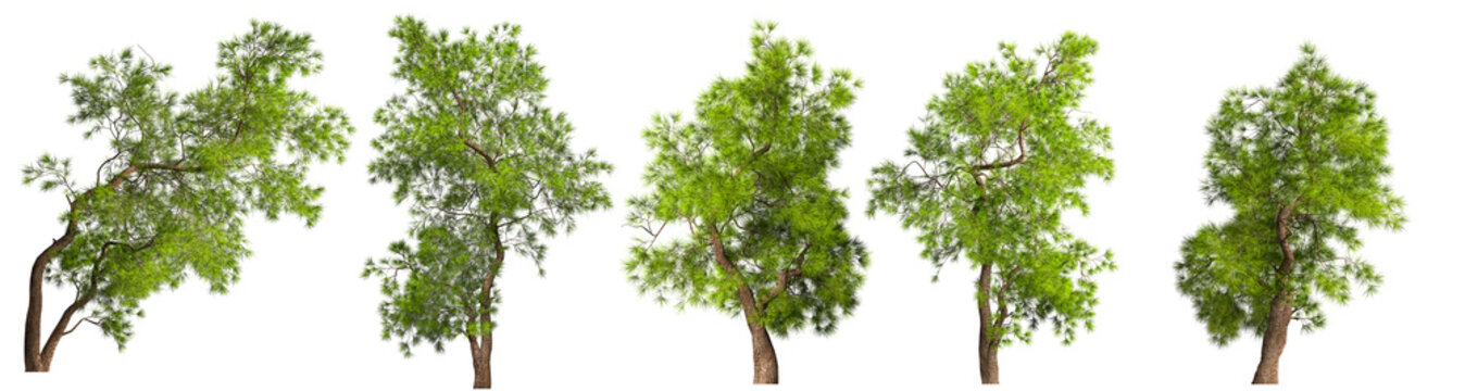 A some coniferous evergreen spruce pine tree with a lush crown and a curved transverse trunk on a white background. Isolate oneself. Stock 3D illustration.