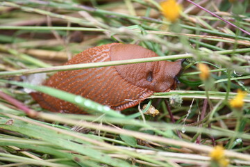 Nacktschnecke im hohen Gras bei Tageslicht 