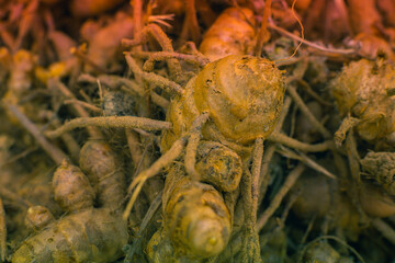 A pile of turmeric or Curcuma longa 