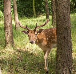 ein junger Damhirsch im Wald