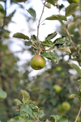 green apple on tree