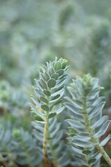 Walzen-Wolfsmilch (Euphorbia myrsinites)