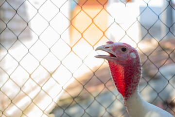 Poultry-Turkey on a farm behind a chain-link fence