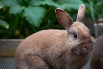 Cute pet rabbit on a farm among the greenery on a summer day