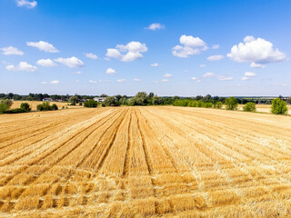 Aerial drone top view of harvested mowed golden wheat field on bright summer or autumn day against vibrant blue sky on background. Agricultural yellow field after industrial machinery work landscape