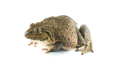 Frog on white background