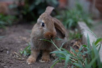Naklejka na ściany i meble Cute pet rabbit on a farm among the greenery on a summer day