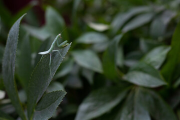 A green mantis sits on a flower leaf against a background of green plants
