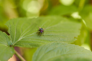 The fly sits on a green sheet. Close-up. Light effects.
