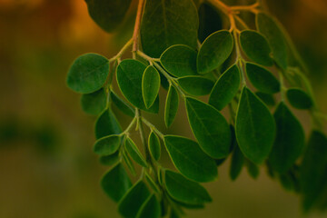 Moringa or Drumstick tree's green leaves 