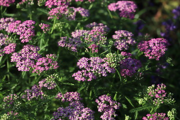 ノコギリソウのピンク色の花