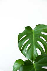green monstera deliciosa leaves on white background
