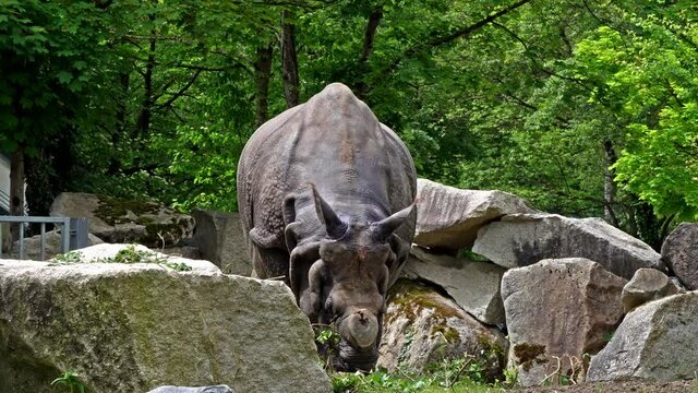 The Indian Rhinoceros, Rhinoceros unicornis is also called Greater One-horned Rhinoceros and Asian One-horned Rhinoceros and belongs to the Rhinocerotidae family.