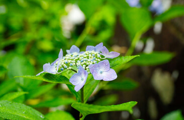 日本の宮城県仙台市「資福寺」に咲く美しい紫陽花