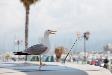 seagull on the roof of the car in the port