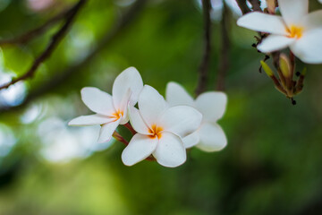 HERMOSAS FLORES DE PRIMAVERA