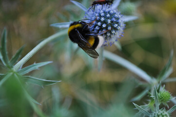 bumblebee on a flower
