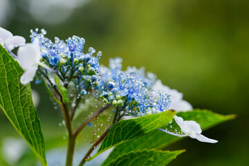 日本の宮城県仙台市「資福寺」に咲く美しい紫陽花