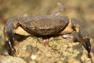 Crab on rocks at low tide, gyllyngvase beach, cornwall