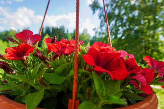 Red Pansies Flowers 