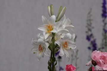 Naklejka na ściany i meble bouquet of white tulips