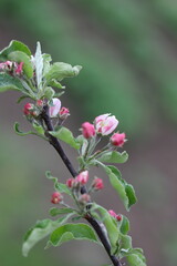 beautiful Apple blossoms close up on a blurry background
