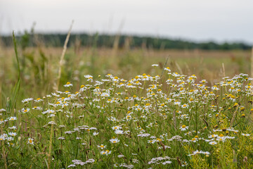 Common daisy or Bellis perennis in a meadow. Wild grass with a green blurry background. Picture from Scania, southern Sweden